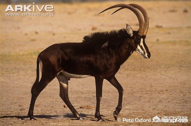 头条问答 头上有角的动物有哪些 10个回答