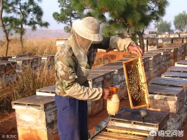 你还知道哪些有关蜜蜂的知识:初学养蜂，你有哪些相关经验与技术推荐？