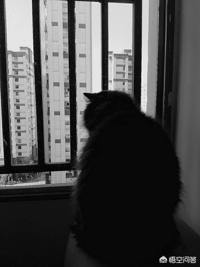 宠物医生手册出售:#宠爱日# 你收养过流浪动物吗？你和它有什么故事？