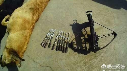 偷狗贼被村民虐打致死:偷狗贼偷的狗都去哪里了？