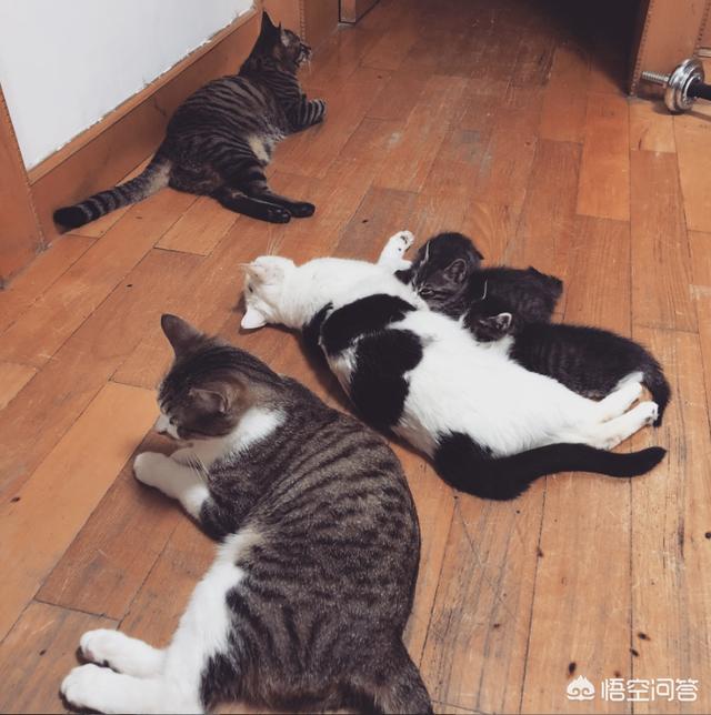 辅猫吧:猫咪是怎么辨认自己孩子的？