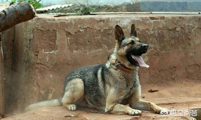 近海派出所警犬品种:我国最优秀的警犬是哪种狗？有什么记载吗？