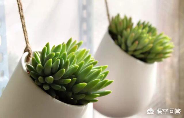 翡翠景天:多肉千佛手什么季节砍头比较好？