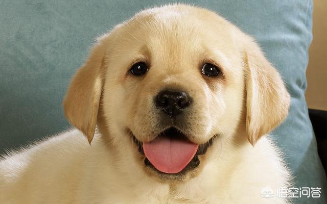 博美犬美容多少钱一次:博美犬价格多少钱一只？有什么影响因素？