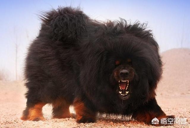 世界猛犬:藏獒是不是全球战斗力第一的猛犬呢？