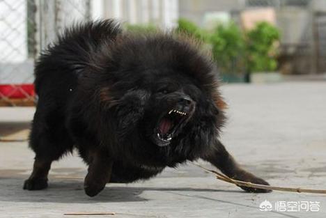 藏獒凶猛:藏獒凶猛的叫声 藏獒是不是全球战斗力第一的猛犬呢？