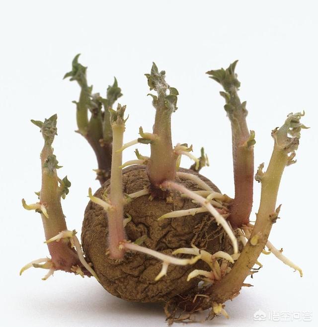 除了马铃薯,还有什么蔬菜发芽后吃了会中毒？