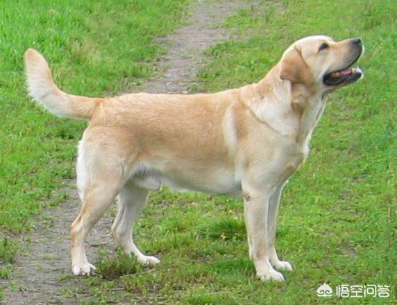 黑熊犬成长史:拥有一只不常见犬种的狗狗是种怎样的体验？
