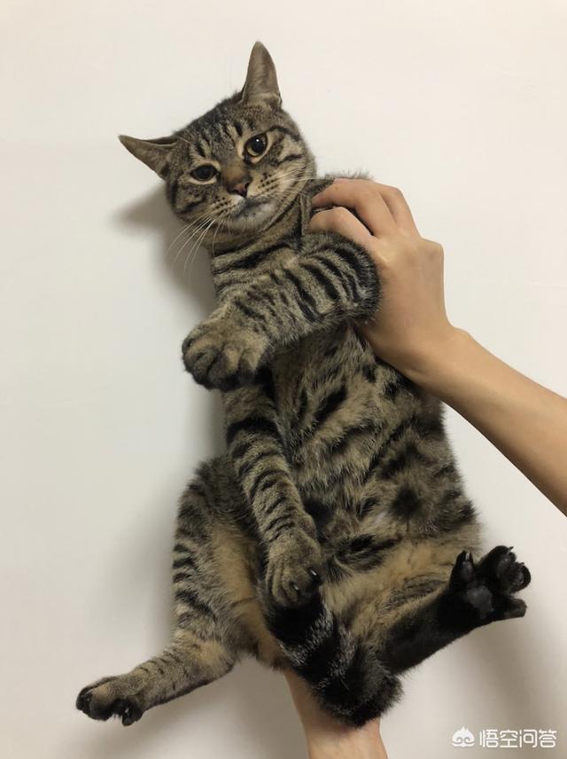 猫咪不乖 txt:小区阻止喂流浪猫而且要杀死流浪猫，怎么办？