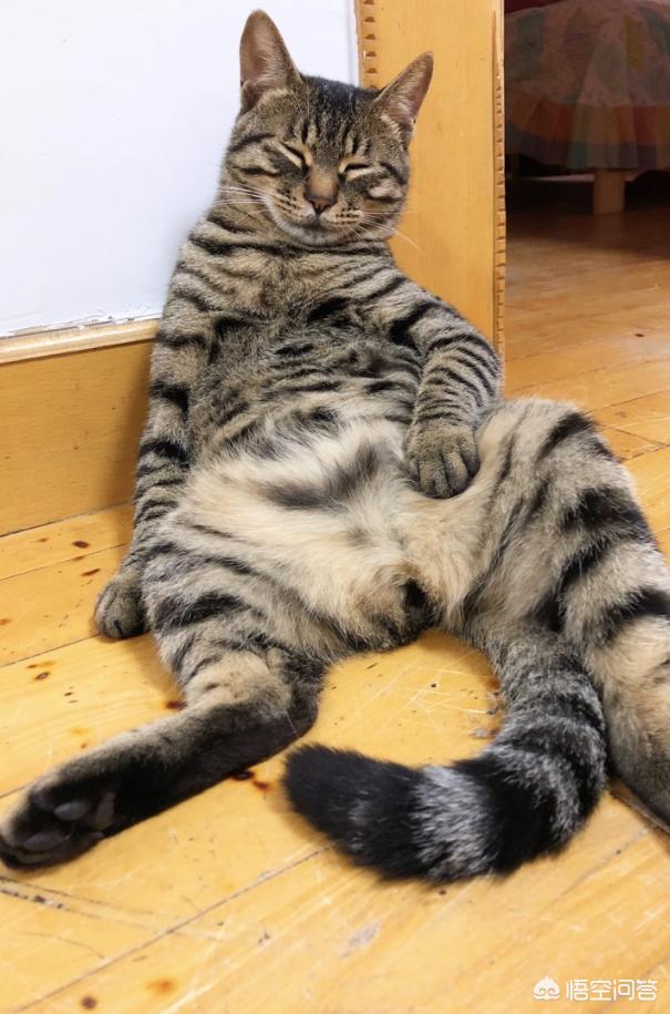 猫咪不乖 txt:小区阻止喂流浪猫而且要杀死流浪猫，怎么办？