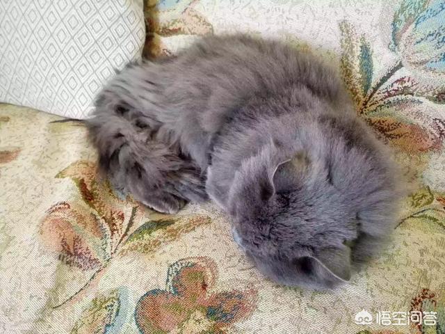 宠物医生手册出售:#宠爱日# 你收养过流浪动物吗？你和它有什么故事？
