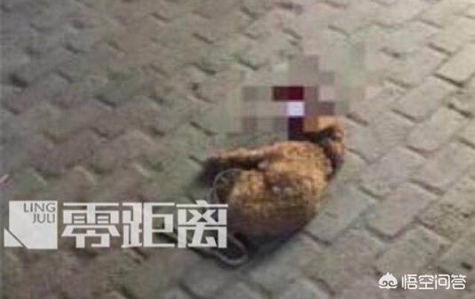 有杀泰迪吧吗:如何看待摔死咬人泰迪的人的妻子割腕自杀？ 打了泰迪后记仇吗