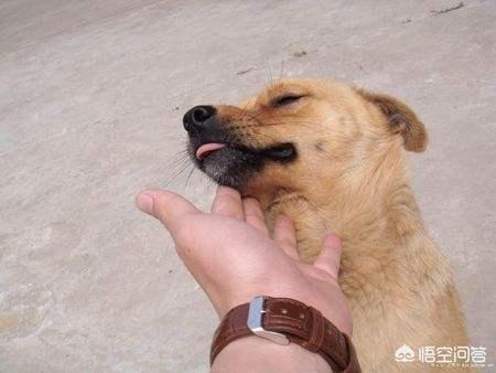 北京天气小狗叼1元买火腿:狗狗有哪些瞬间的举动说明它正偷偷爱着你？