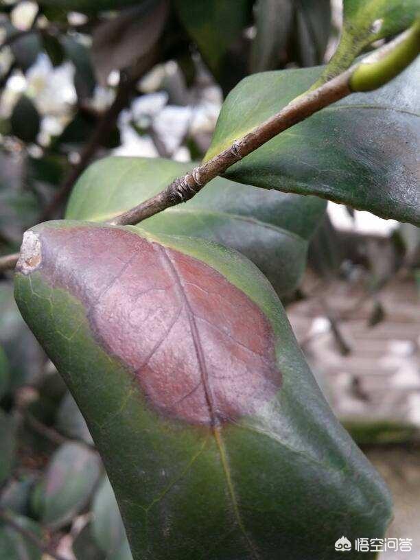 头条问答 - 茶花叶子边缘枯黄是什么原因引起的?怎样治疗?(6个回答)