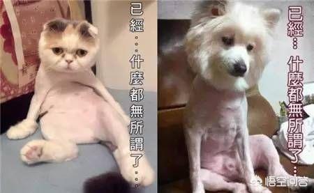 色狗狗网专题:狗狗可以染色吗？对狗狗的健康有什么影响吗？ 狗狗毛发色怎么处理