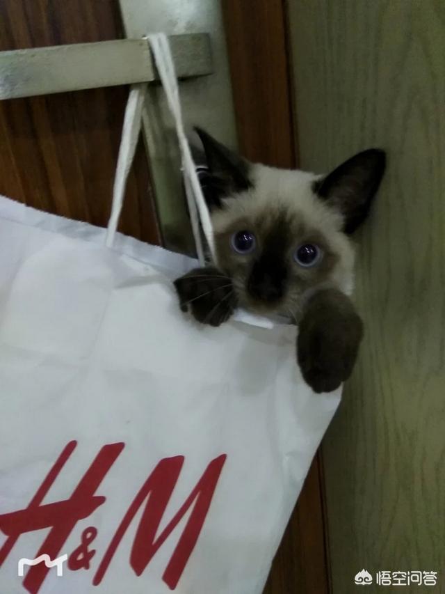 暹罗猫的价格一般是多少:养暹罗猫一个月开销多少？
