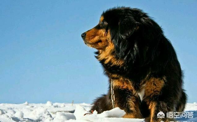 纯种蒙古獒犬:一只优秀的蒙古獒幼犬，可以在国外卖多少钱？有何依据？