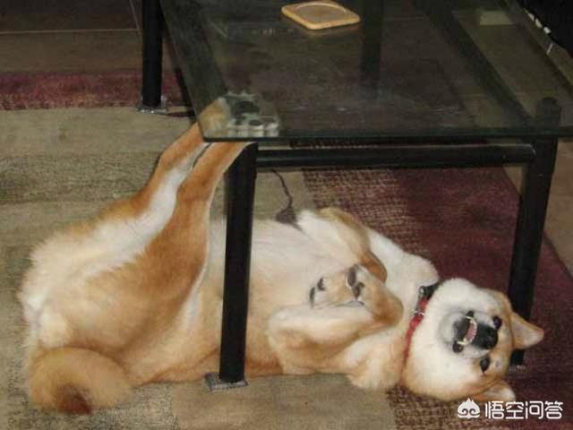 最容易养的中型犬:中型犬，最好是那种不容易被人带走的，有没有推荐下？