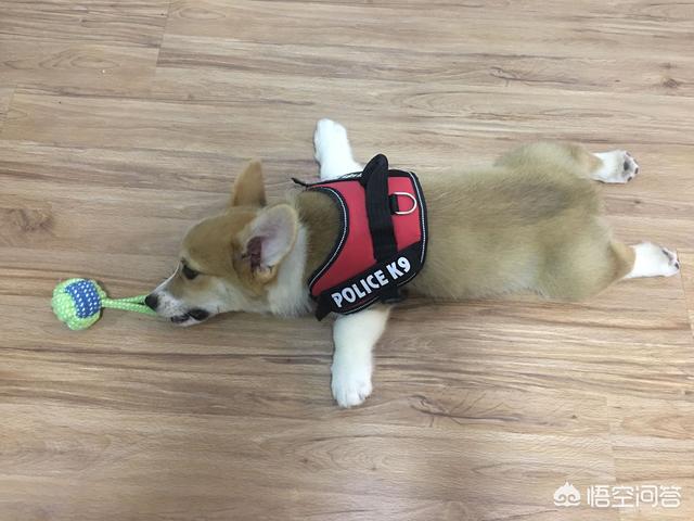 柯基犬怎么训练:柯基犬的习性和喂养要点？