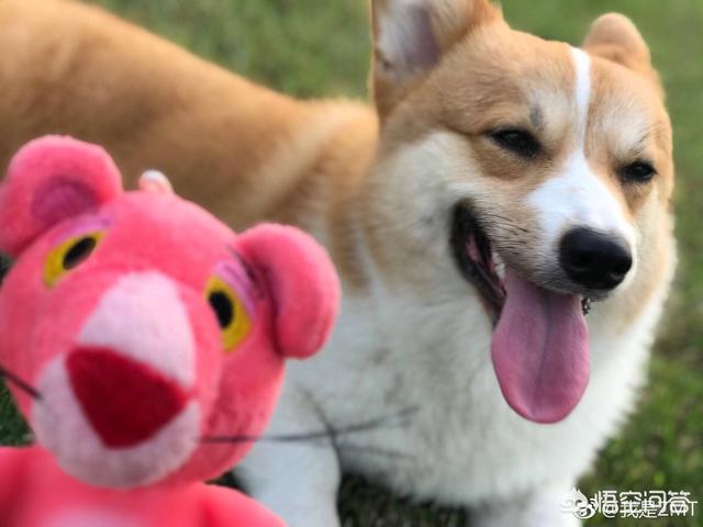 柯基犬怎么训练:柯基犬的习性和喂养要点？