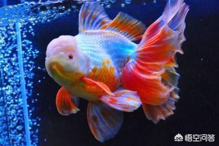 头条问答 什么鱼比较好养 适应环境更快 个回答