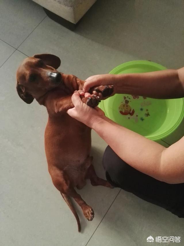 搞笑狗狗图片表情图片:搞笑狗狗图片大全可爱图片 有哪些看一眼就觉得特别搞笑的狗？