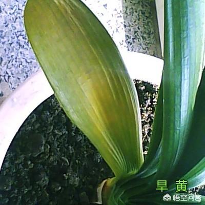 君子兰叶子发黄图片:君子兰底下的叶子发黄枯萎了怎么办？