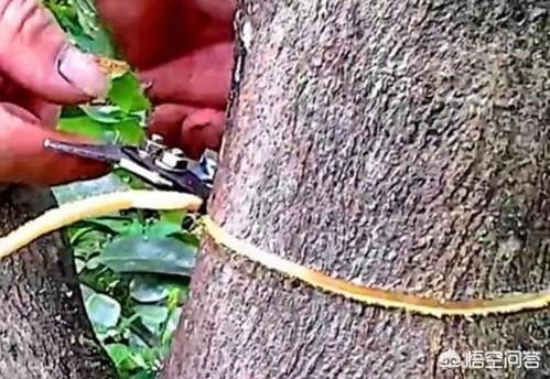 植物营养元素有哪些:植物里的元素是哪来的？是土壤里吸收的吗？