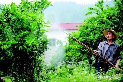 植物营养元素有哪些:植物里的元素是哪来的？是土壤里吸收的吗？