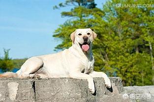 洪资拉布拉多犬舍:拉布拉多好养还是大金毛好养，幼崽的市场价大概是多少？