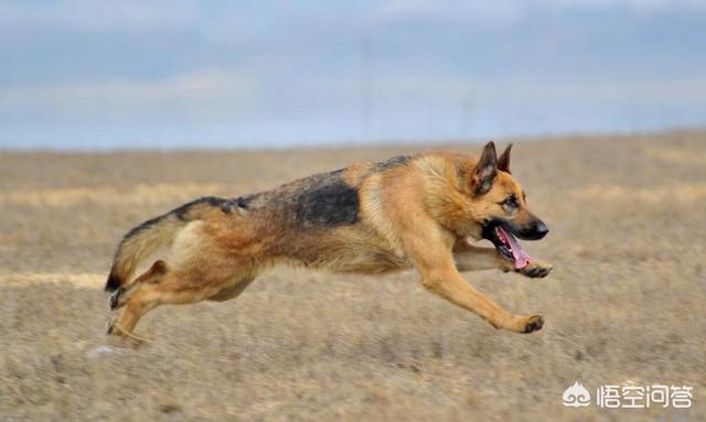 昆明犬图片:昆明犬有什么“可怕”的地方，不值得人们饲养？