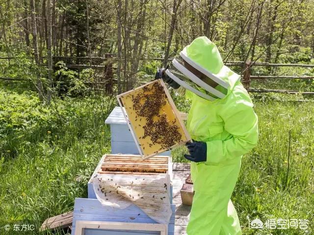 你还知道哪些有关蜜蜂的知识:初学养蜂，你有哪些相关经验与技术推荐？