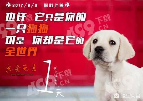 拉布拉多寻回犬akb:拉布拉多寻回犬akb48 拉布拉多正常体重是多少？