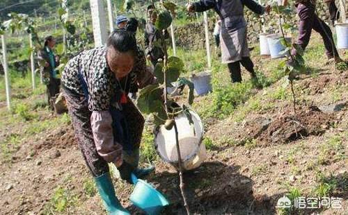 头条问答 请问果树施肥最佳时期是什么时候 优质高产果品的施肥配比是多少 洞庭清水塘的回答 0赞