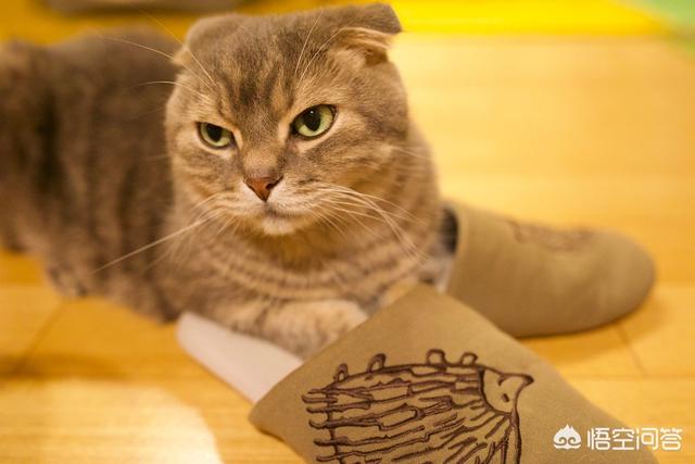 打小猫:打了猫后应该怎么培养感情？