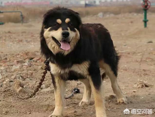 鬼面獒:蒙古獒在蒙古当地，是一种什么样的存在？为什么？