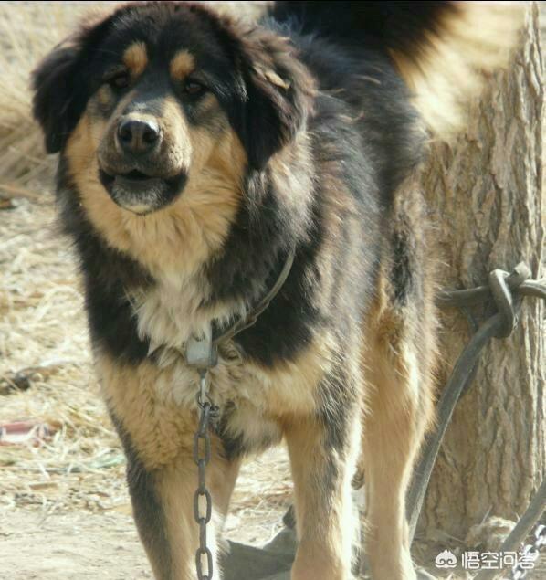 纯种蒙古獒犬:一只优秀的蒙古獒幼犬，可以在国外卖多少钱？有何依据？