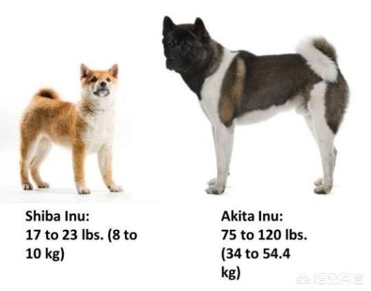 最容易养的中型犬:中型犬，最好是那种不容易被人带走的，有没有推荐下？