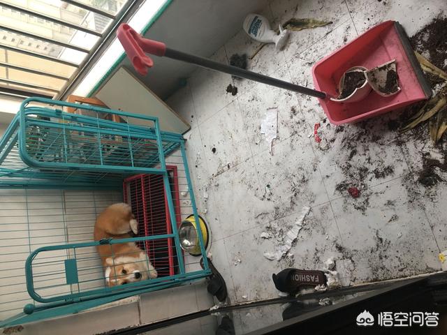 殴打柯基幼犬:经常打骂泰迪犬会有什么后果？