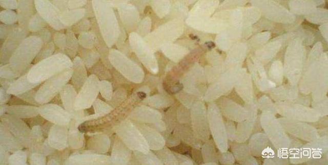 为什么大米会生虫，为什么大米放久了，里面会生虫蛋怎么办