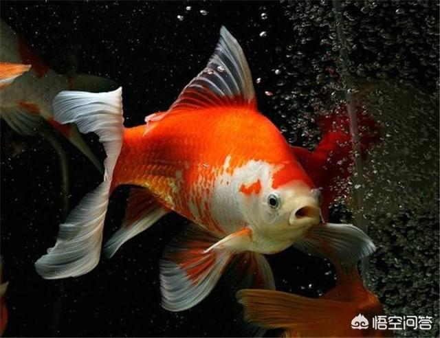 头条问答 什么鱼比较好养 适应环境更快 用户的回答 0赞