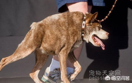 世界上最丑的狗的图片大全:你们的手机里有什么狗狗搞笑的“丑照”呢？ 世界上最丑的狗狗图集