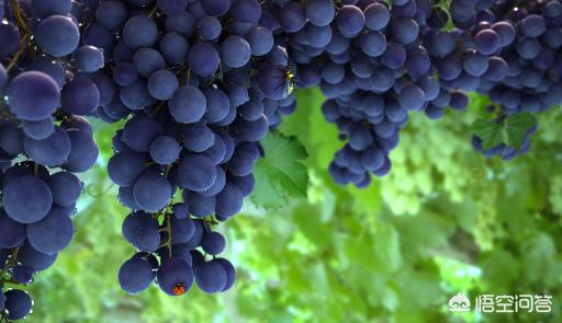 做葡萄酒什么季节做，农村里自己家种的葡萄，如何用它做成葡萄酒