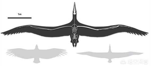 大鸨鸟的照片:当今存活的最大的飞行动物是什么？有多大？