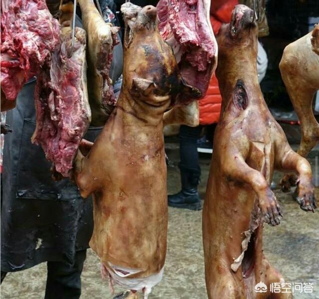 天津市爱狗网:一些爱狗人士身上有哪些缺点？