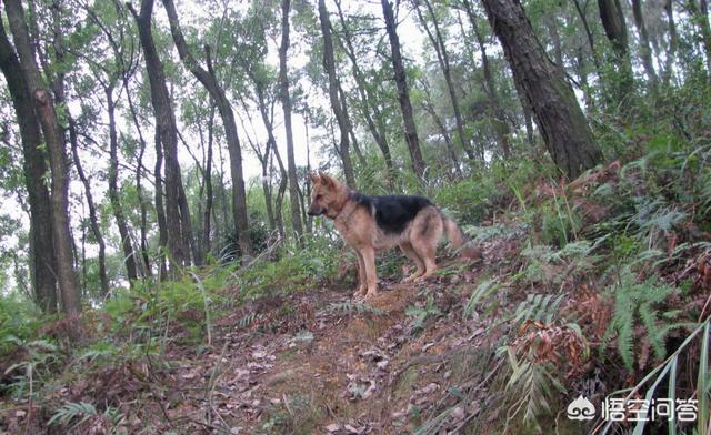 西德牧羊犬视频:住在大山里面适合养德国牧羊犬吗，狗会害怕这种环境吗？