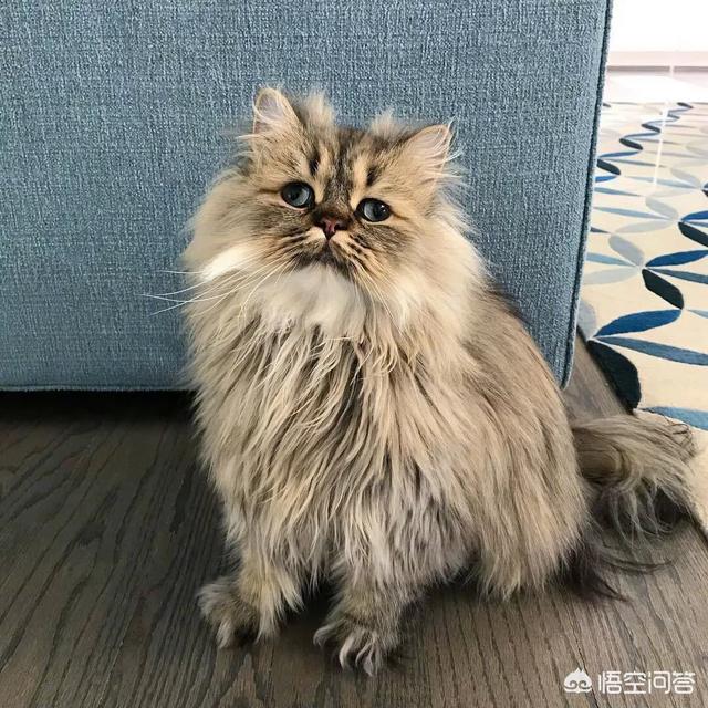 半夜猫叫代表什么:有些猫咪大半夜总是叫个不停，这是为什么？