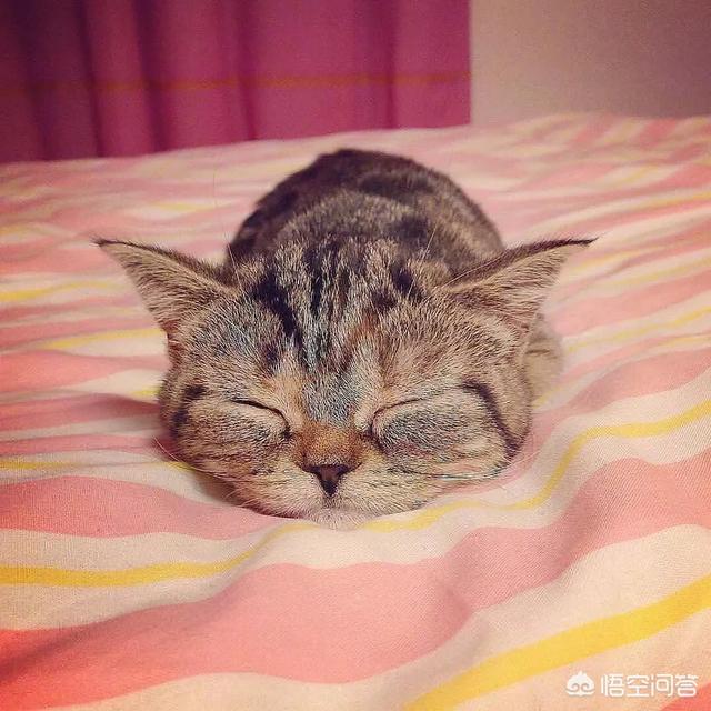 半夜猫叫:猫为什么半夜会叫的跟小孩子的叫声差不多？