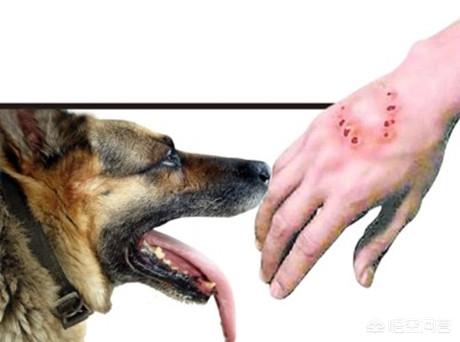 祖述宪狂犬病毒:狂犬病毒由什么产生，所有动物身上都携带狂犬病毒吗？