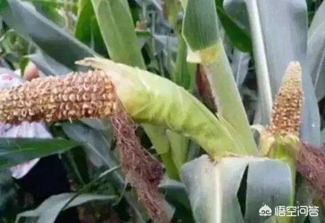 玉米地蚜虫怎么防治:在种植管理玉米过程中，防治玉米秃尖的办法有哪些？